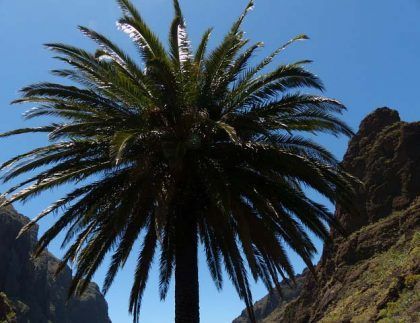 Una palmera con un cielo azul al fondo