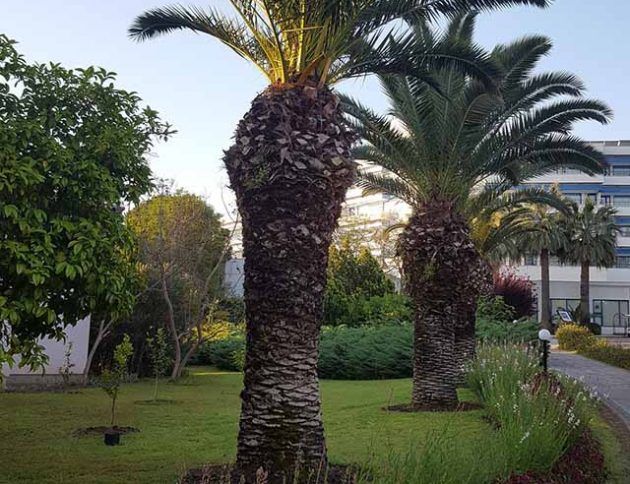 Una hilera de palmeras en un parque con un edificio al fondo.