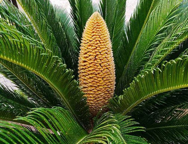 Un primer plano de una palmera con un cono amarillo en el medio.