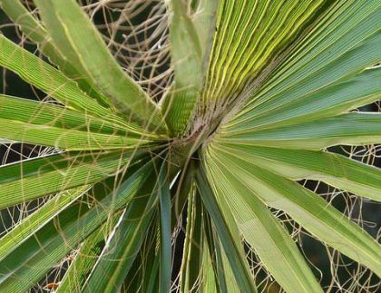 Un primer plano de una hoja de palmera con muchas hojas.