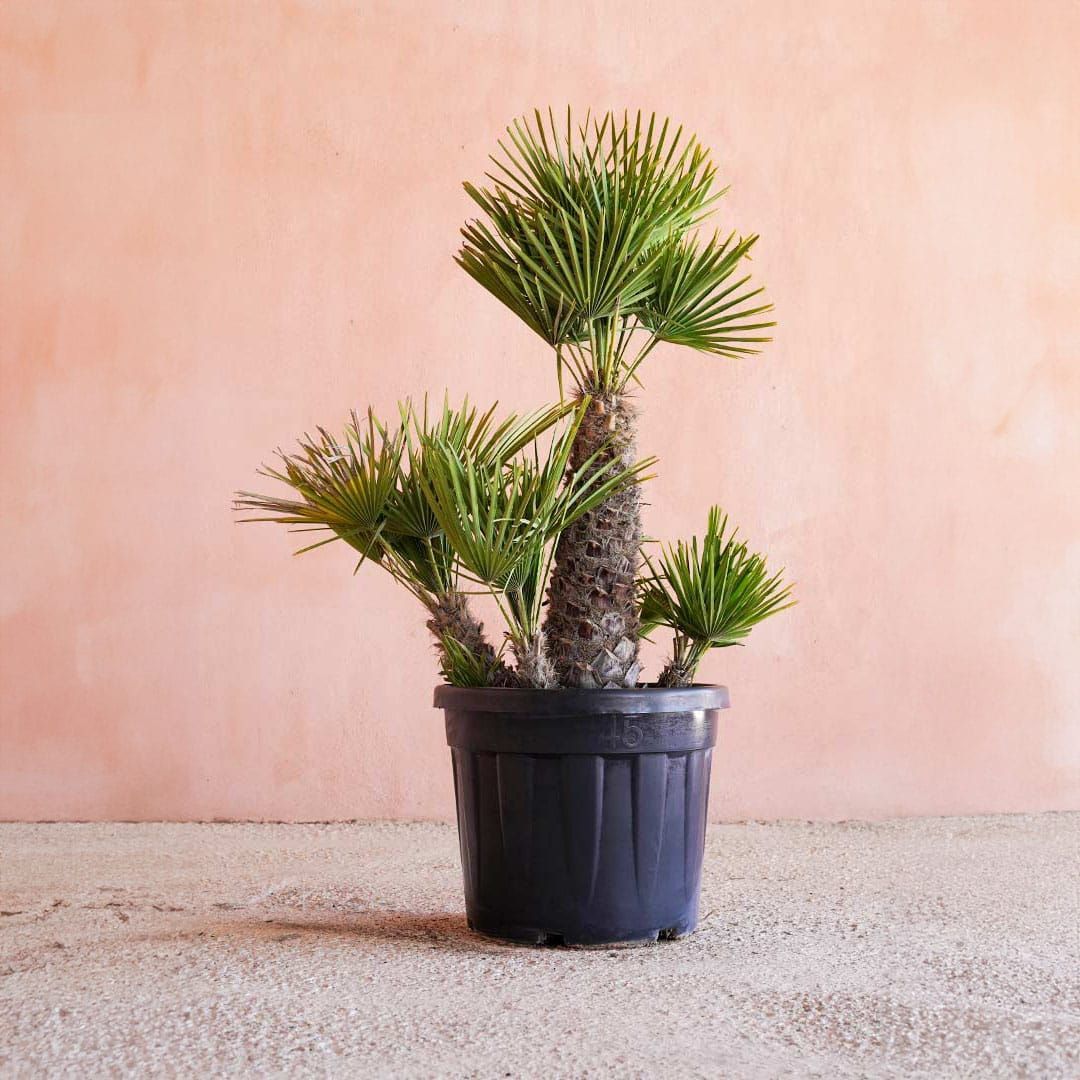 Una palmera en una maceta negra está sentada sobre una alfombra.