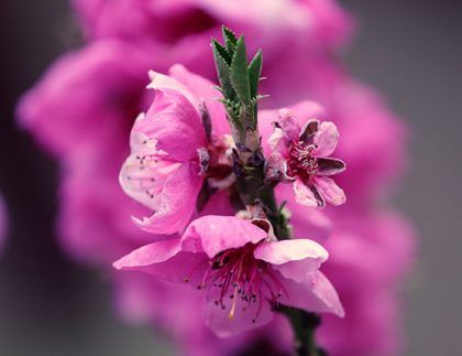 Un primer plano de una flor rosa en la rama de un árbol.