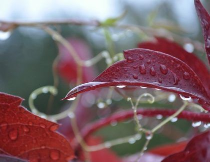 Un primer plano de una hoja roja con gotas de agua sobre ella.