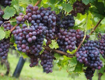 Un racimo de uvas moradas colgando de una vid.