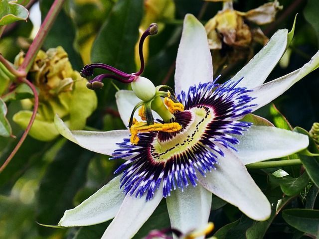 Un primer plano de una flor con un centro morado.