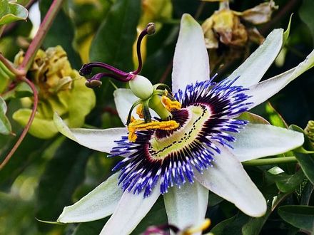 Un primer plano de una flor con un centro morado.