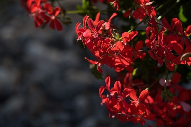Un ramo de flores rojas crecen en un arbusto.