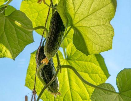 Un pepino crece en una enredadera con hojas contra un cielo azul.