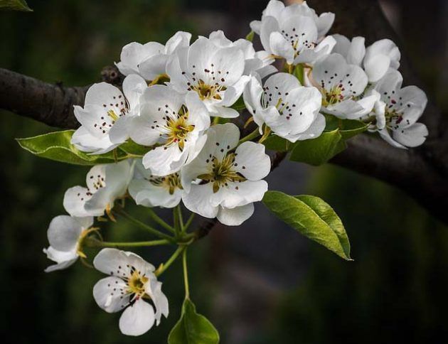 Un primer plano de un ramo de flores blancas en la rama de un árbol.