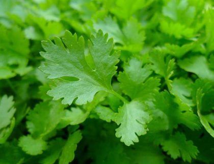 Un primer plano de un manojo de hojas de cilantro verde.