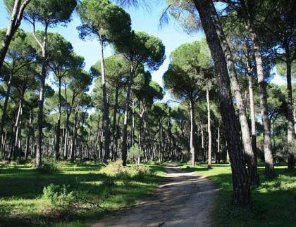 Un camino de tierra en medio de un bosque
