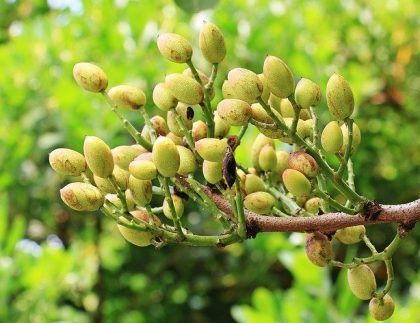 Un montón de pistachos crecen en la rama de un árbol.