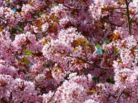 Un primer plano de un cerezo con flores rosas.