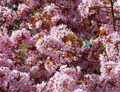Un primer plano de un cerezo con flores rosas.