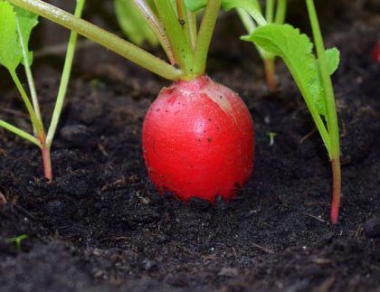 Un rábano está creciendo en la tierra de un jardín.