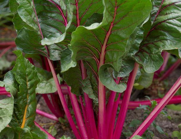Un primer plano de una planta con hojas verdes y tallos rojos.