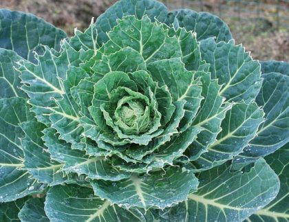 Un primer plano de una planta verde con hojas que parecen una flor.