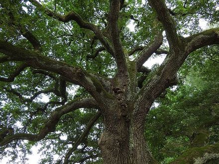 Mirando hacia arriba a un árbol grande con muchas ramas y hojas