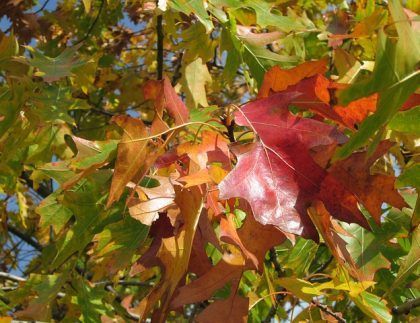 Un primer plano de un árbol con hojas que cambian de color.