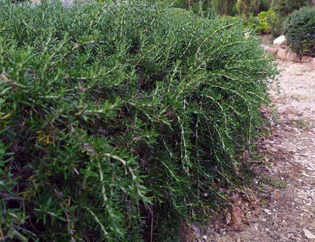 Un arbusto con muchas hojas verdes está creciendo en la tierra.