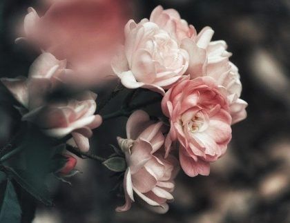 Un primer plano de un ramo de rosas rosadas sobre un fondo oscuro.