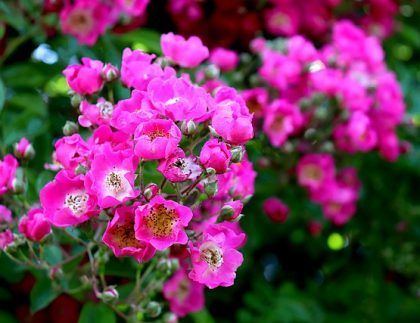 Un ramo de flores rosas crecen en un arbusto.