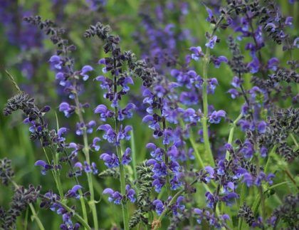 Un ramo de flores moradas crece en un campo.