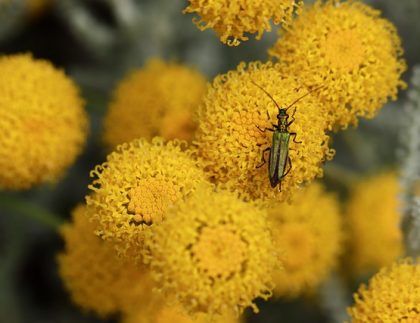 Un primer plano de un insecto en una flor amarilla.