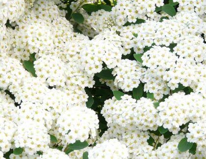 Un ramo de flores blancas con hojas verdes