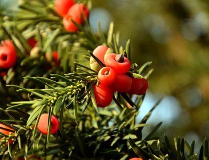 Un primer plano de bayas rojas en la rama de un árbol.
