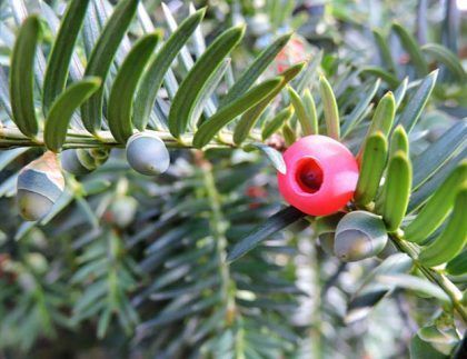 Un primer plano de una baya roja en la rama de un árbol.
