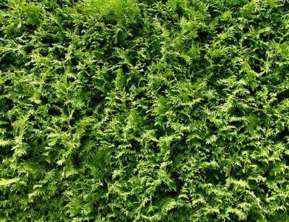 Un primer plano de un seto verde con muchas hojas.