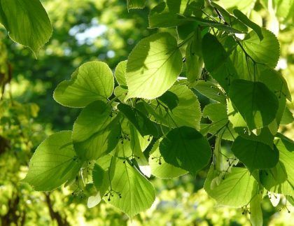Un primer plano de una rama de árbol con hojas verdes.