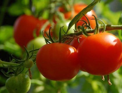 Un montón de tomates están creciendo en una vid.