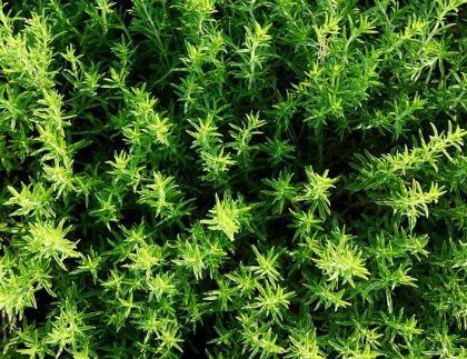 Un primer plano de un montón de plantas verdes.