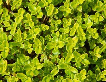 Un primer plano de una planta con muchas hojas verdes.