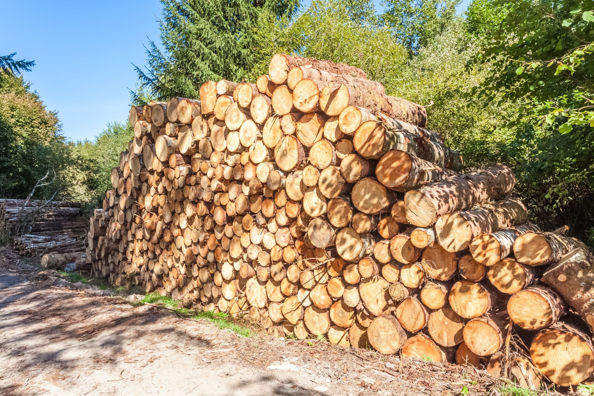 Tas de troncs d'arbres empilés