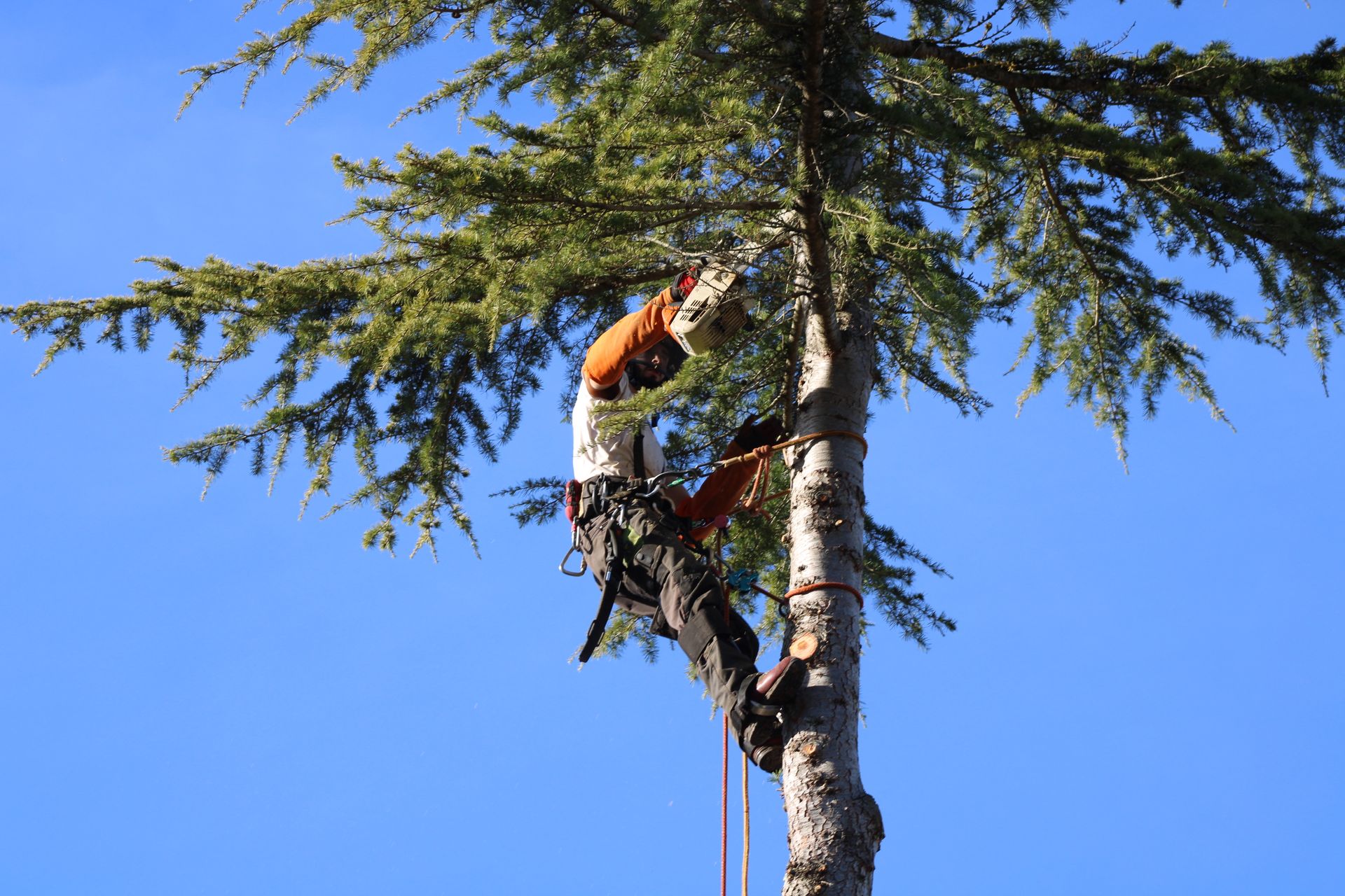Élagueur perché sur un arbre