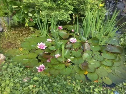 Bassin artificiel avec nénuphars