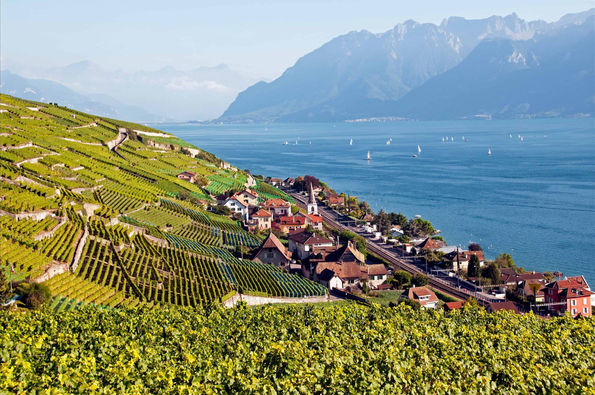 un paysage de vignes en Lavaux