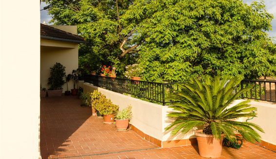 Un patio con plantas en macetas y un árbol al fondo.
