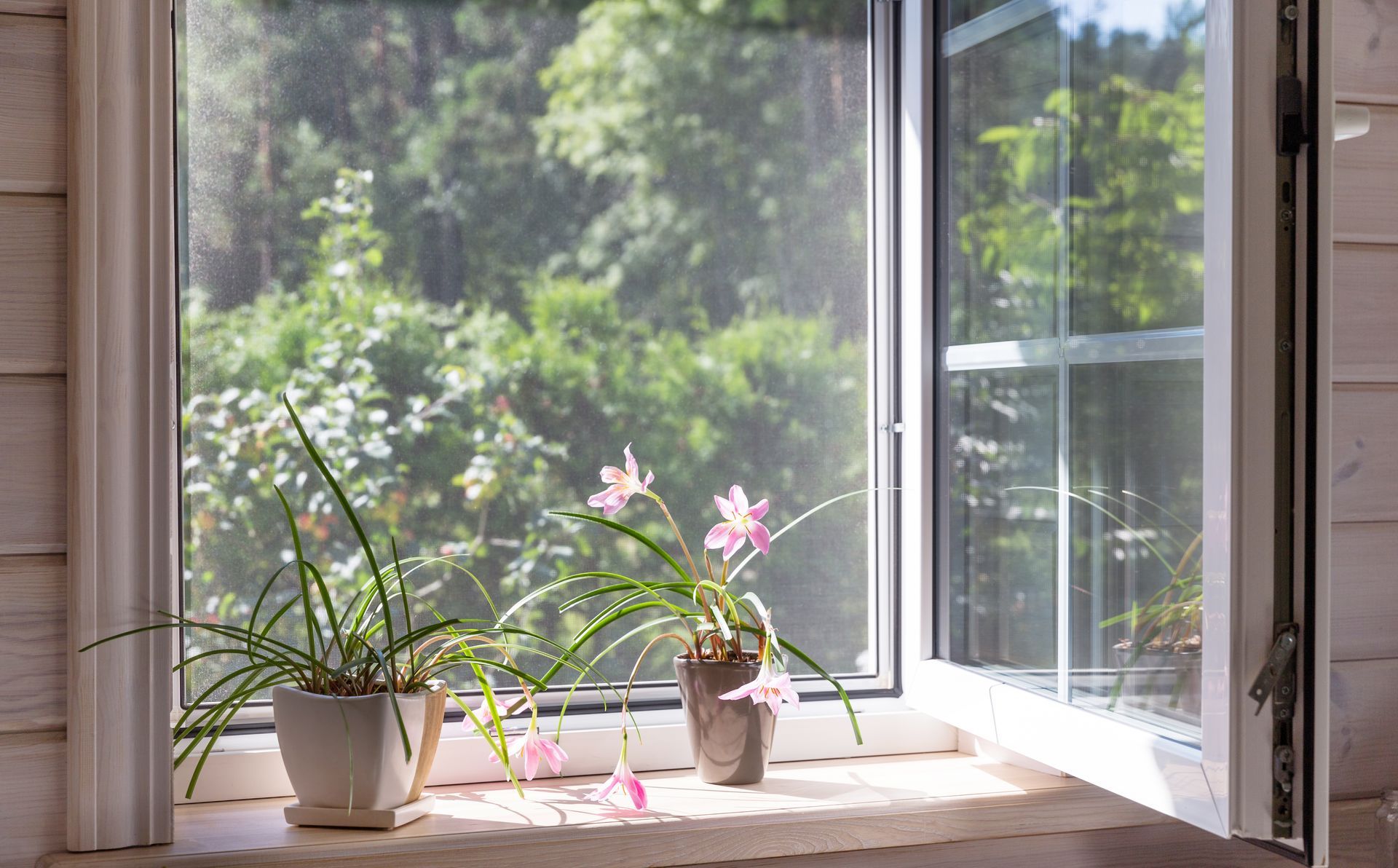 Deux plantes fleuries en pot sur un rebord de fenêtre ensoleillé, avec une fenêtre ouverte donnant sur la verdure.