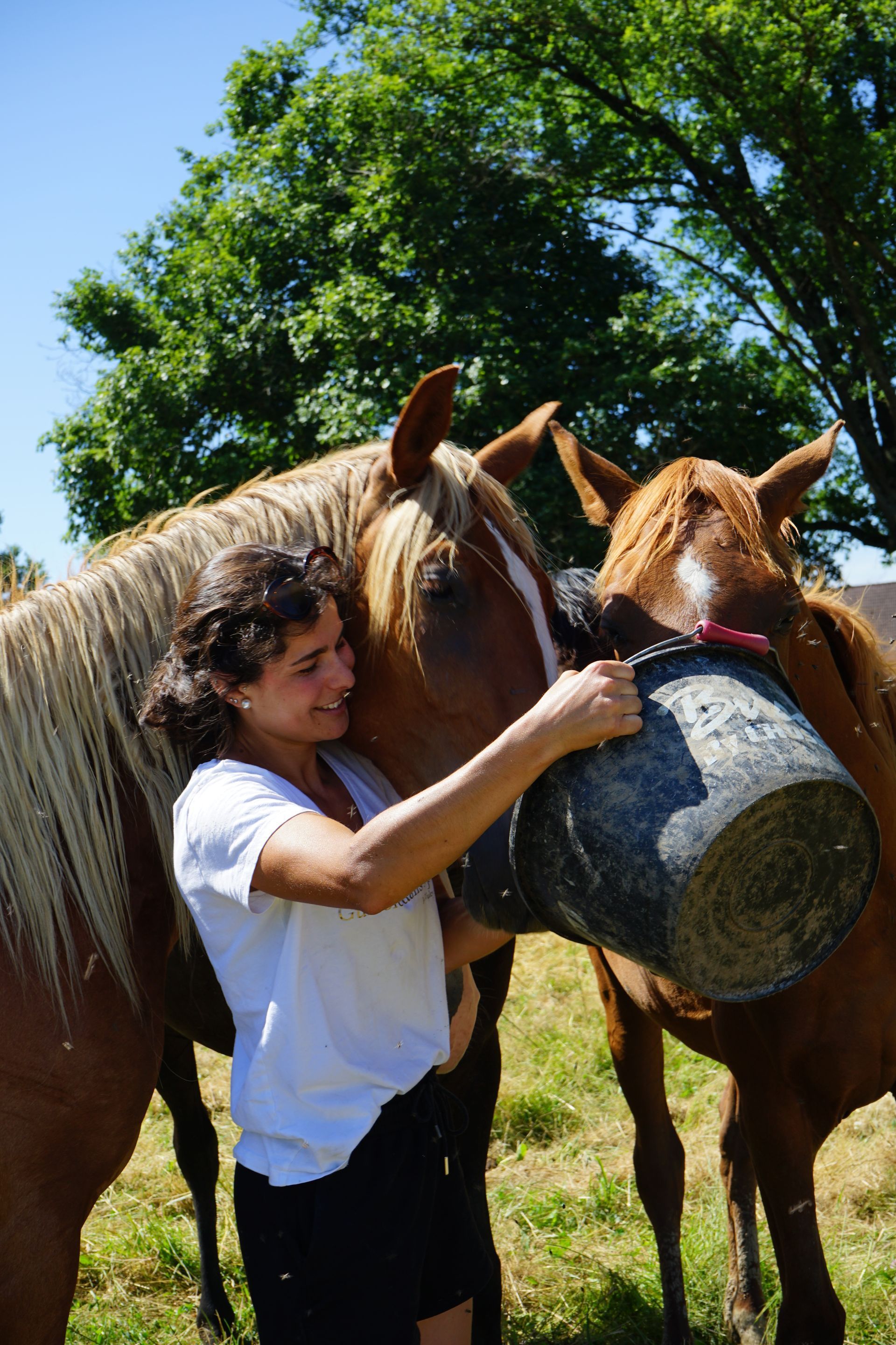 Une salariée du centre donnant à manger à des chevaux