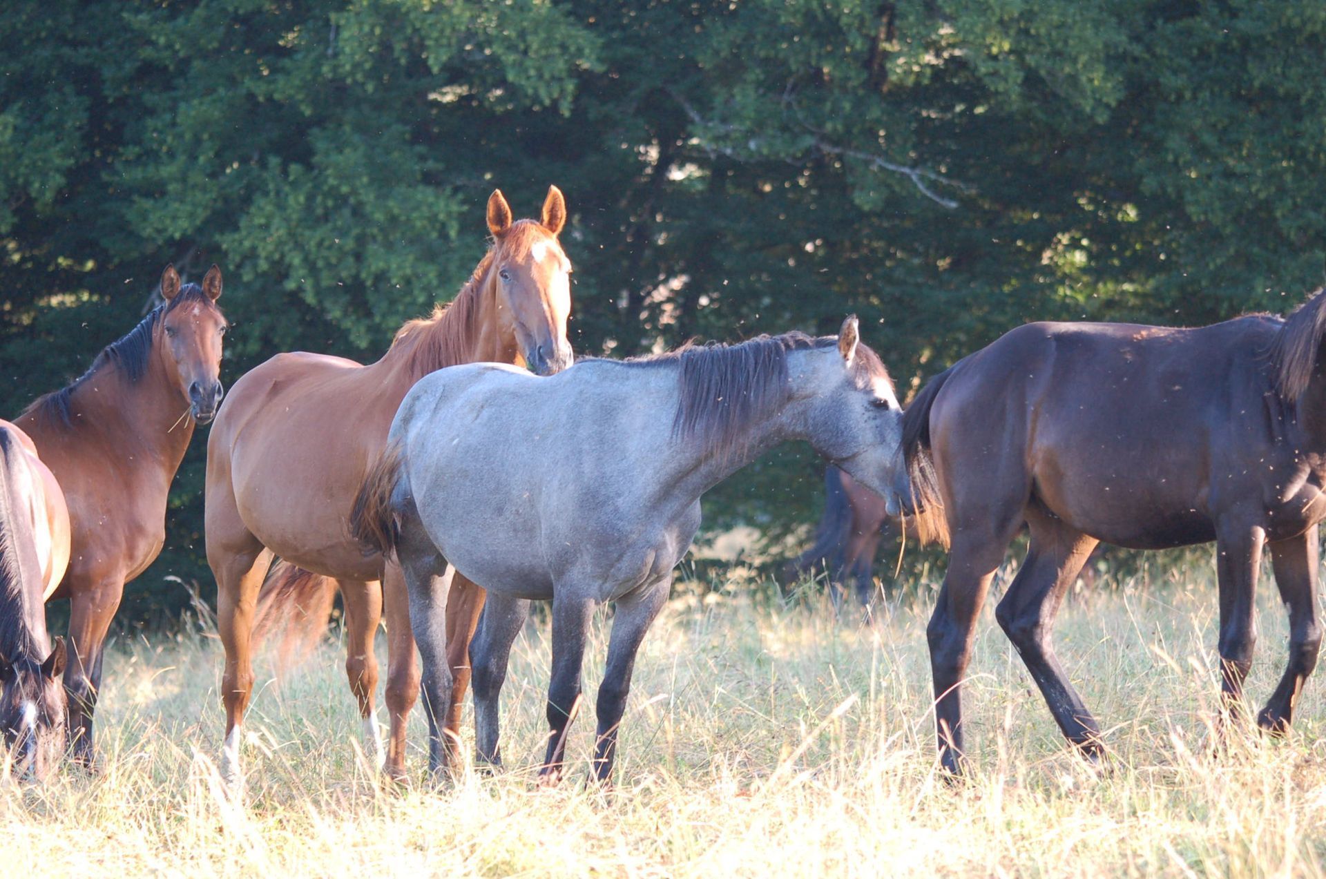 Un groupe de chevaux dans la nature