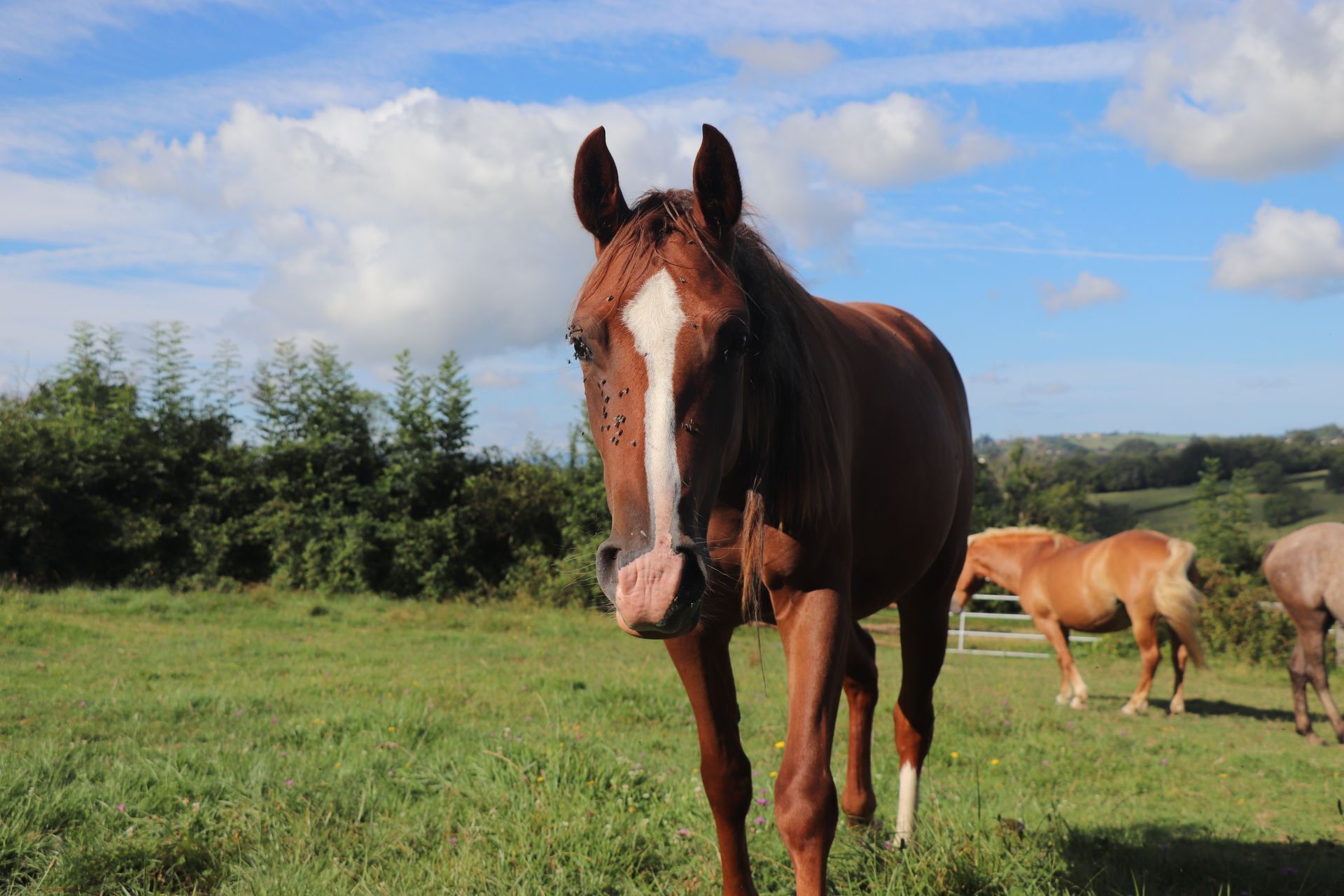 Cheval Nation Peillo