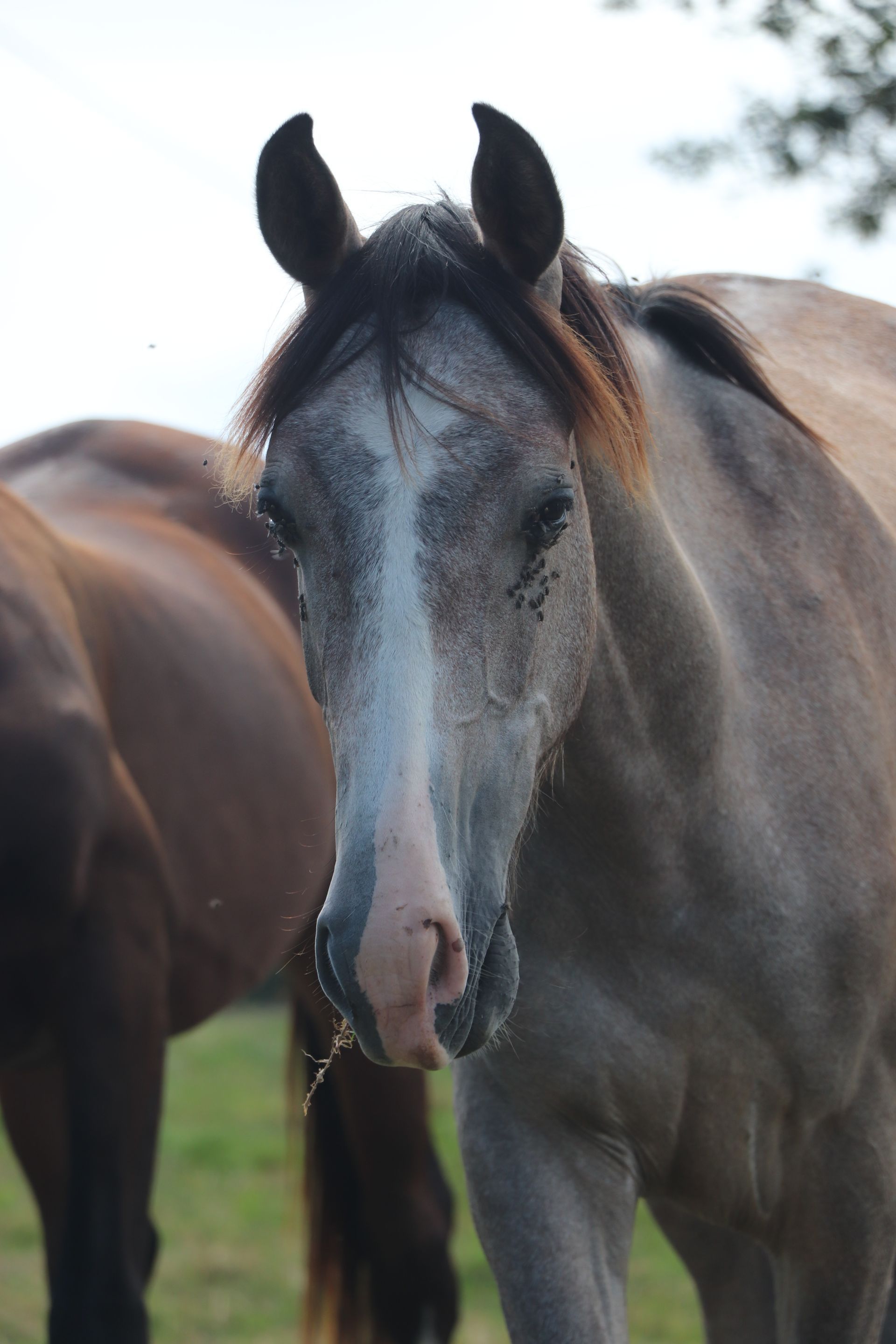 Cheval Nation Peillo
