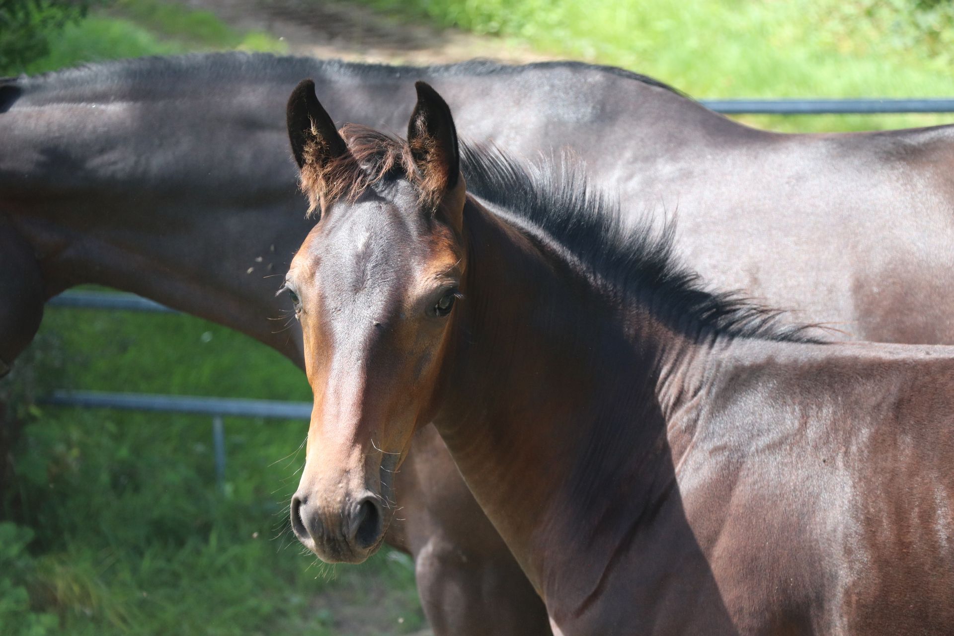 Cheval Oracle Delphes