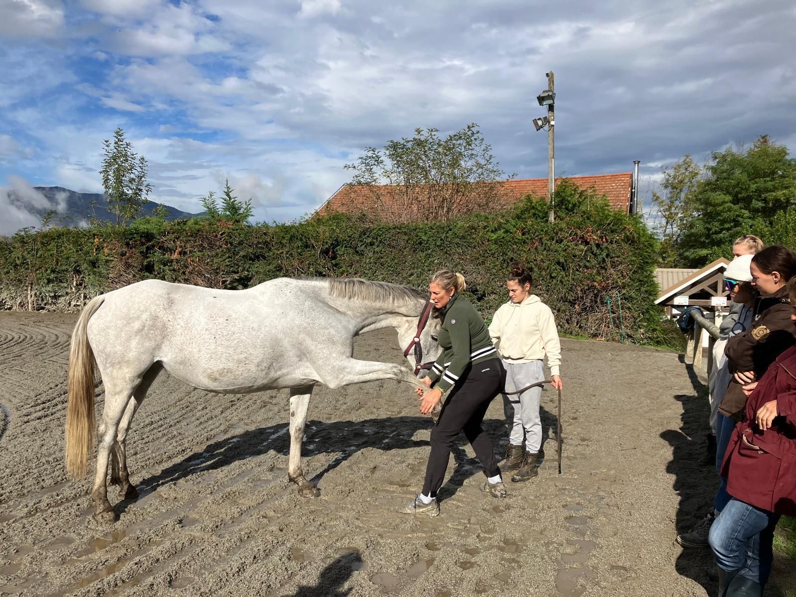 Dressage d'un cheval avec une professionnelle