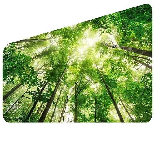 Mirando hacia arriba a través de altos árboles verdes hacia el sol.