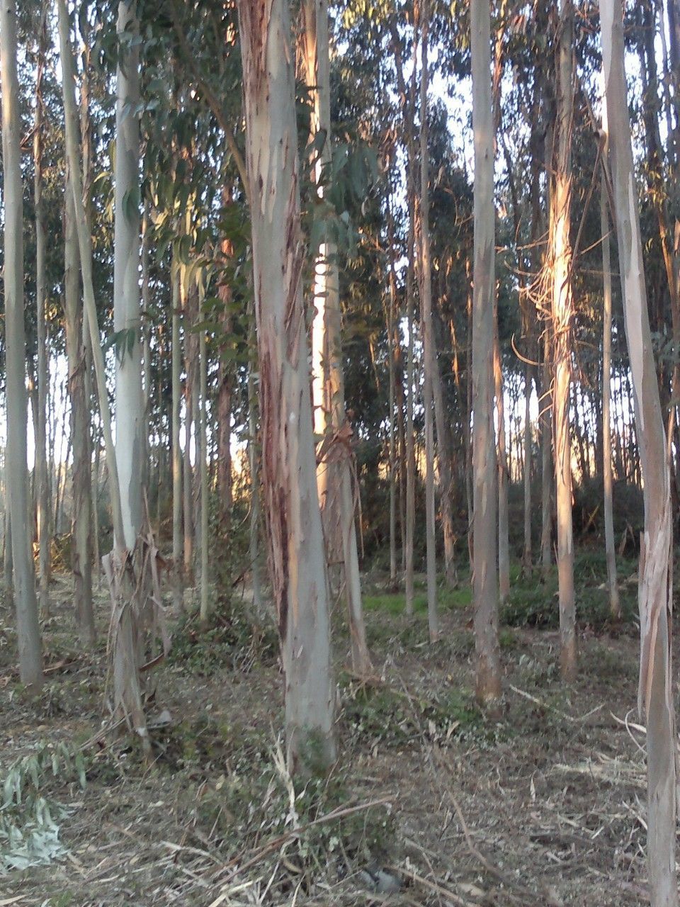 Kaunis metsämaisema ilta-auringossa.